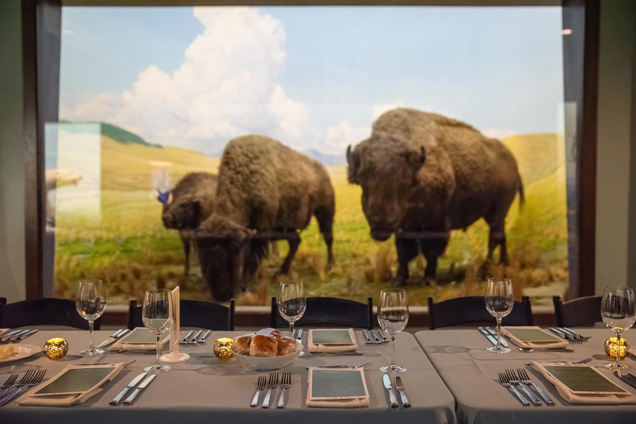 A table set up for an event with silverware and wine glasses in front of the Bison diorama.